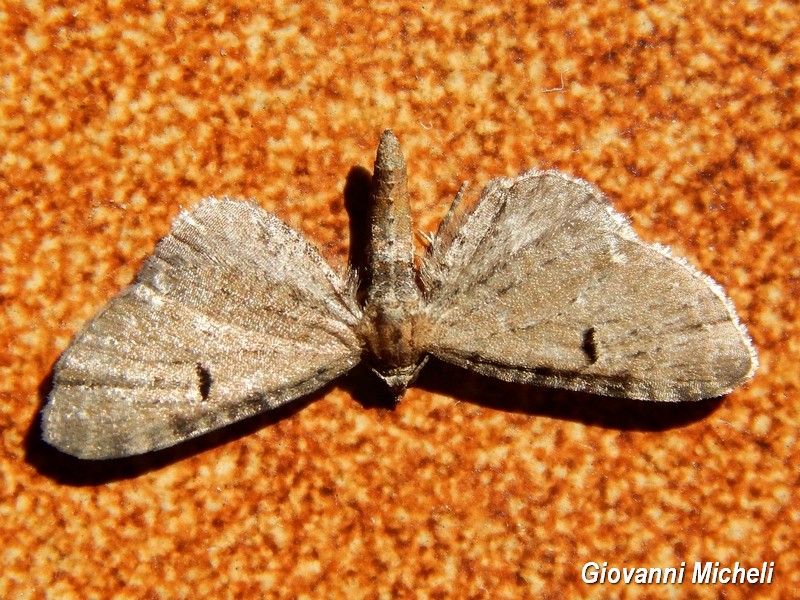 Falena da ID - Eupithecia sp.